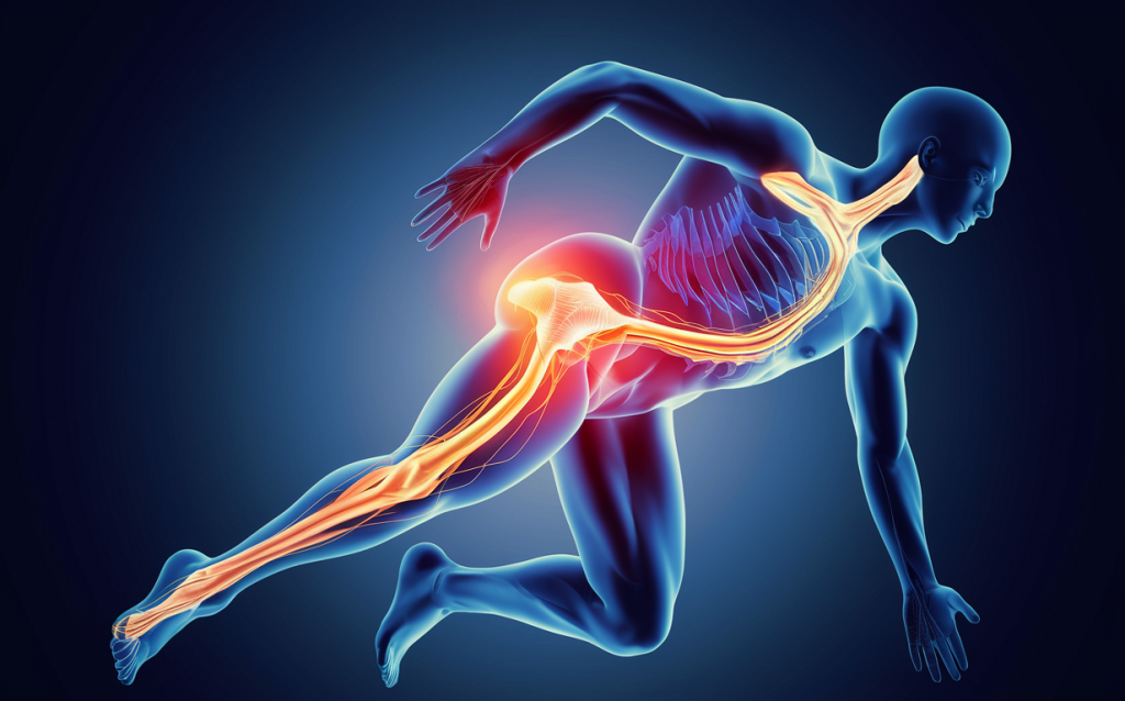 An illustration depicting a human figure with highlighted areas showing the nerve pathway and regions affected by sciatica, including the lower back, hip, and leg